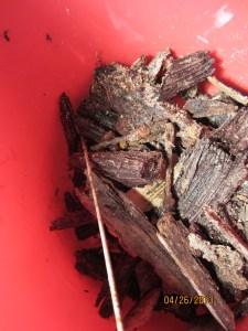 This is what we vacuumed out of the channels.